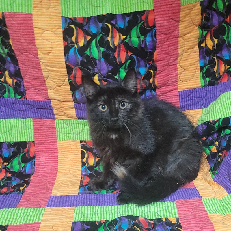 R Litter  RYLEE thumbnail 3