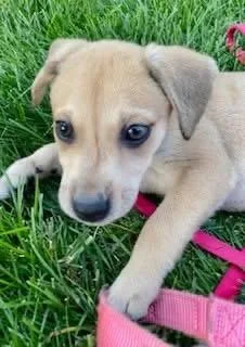 A baby small-sized female Yellow / Tan / Blond / Fawn Chihuahua dog named Loosie for adoption in Orland Park, IL