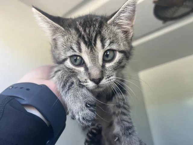 A baby small-sized female Domestic Short Hair cat named Abby for adoption in San Luis Obispo, CA