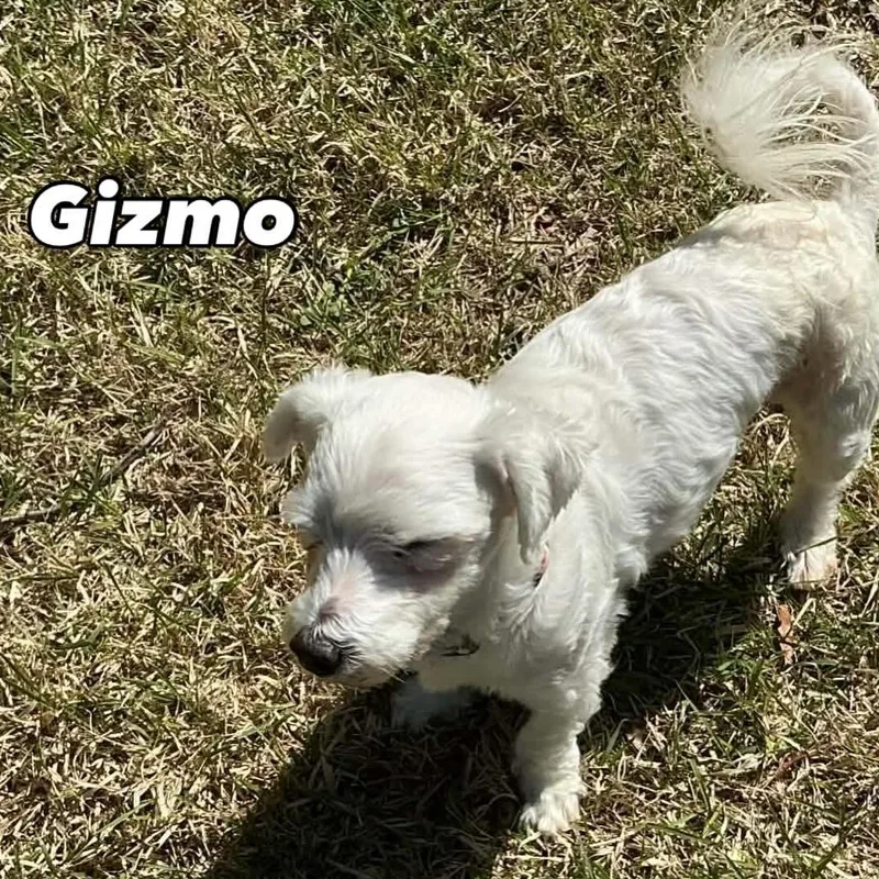 Gizmo thumbnail 5