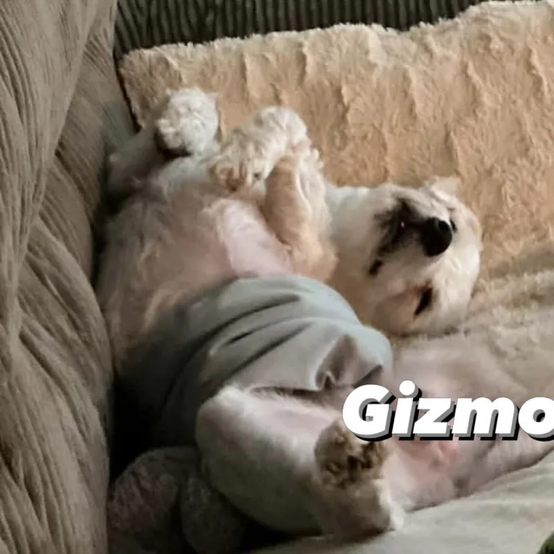 Gizmo thumbnail 6