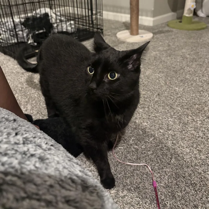 An adult large-sized female Black Domestic Short Hair cat named Laney for adoption in Omaha, NE