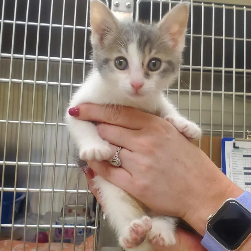 A baby small-sized female Gray / Blue / Silver Domestic Short Hair cat named Ann Perkins for adoption in Novelty, OH