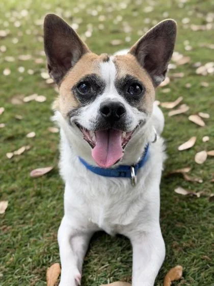 An adult small-sized male Mixed Breed dog named Chachi for adoption in Daytona Beach, FL