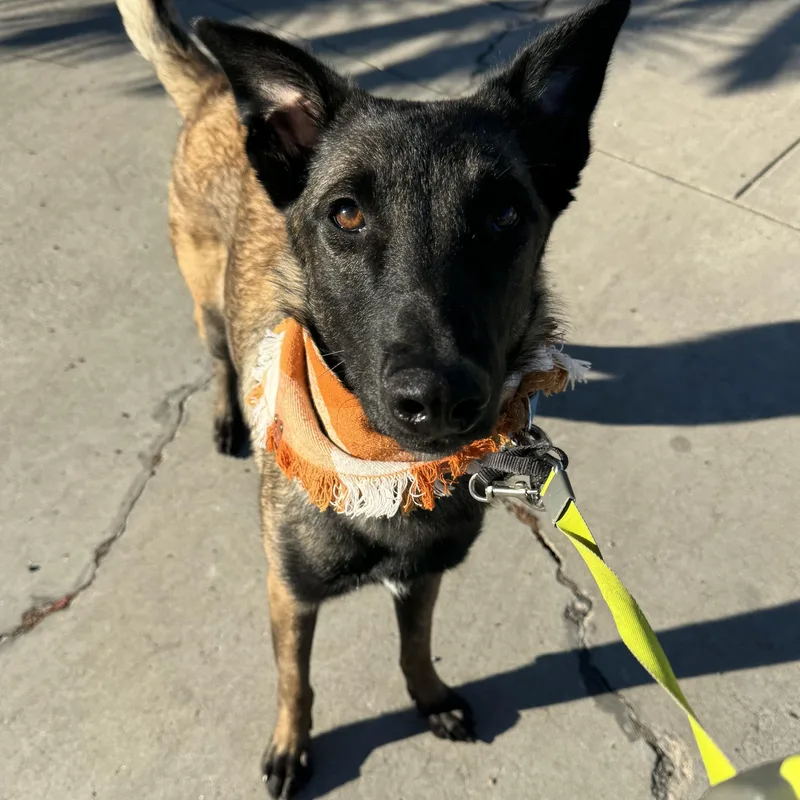 A young medium-sized female Brindle Belgian Shepherd / Malinois dog named Telluride for adoption in San Diego, CA