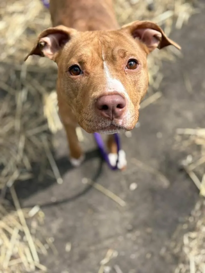 An adult medium-sized female Brown / Chocolate Pit Bull Terrier dog named Hashbrown for adoption in Chicago, IL