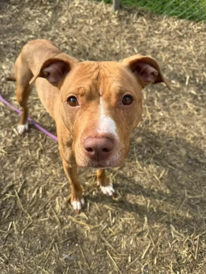 Hashbrown thumbnail 2