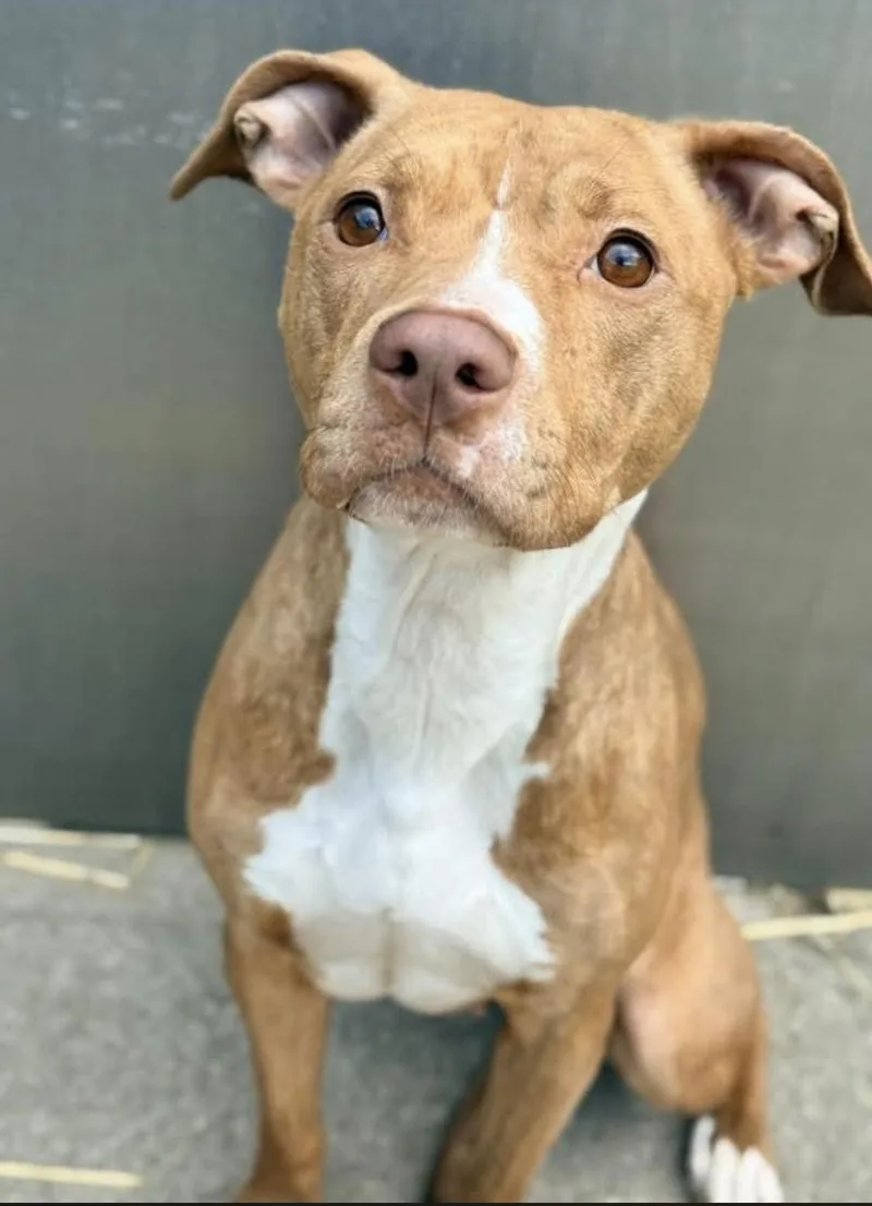 Hashbrown thumbnail 3