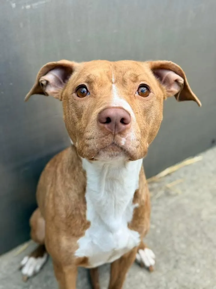 Hashbrown thumbnail 4