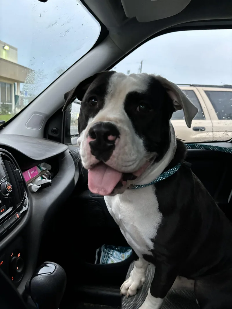 A young medium-sized male Yellow / Tan / Blond / Fawn American Staffordshire Terrier dog named Ramsey for adoption in Sullivan City, TX