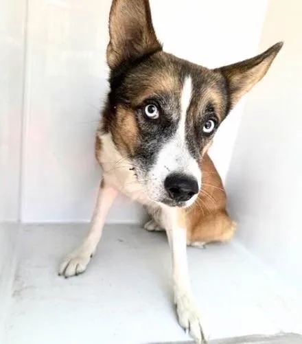 A young medium-sized male Alaskan Malamute dog named A for adoption in Houston, TX