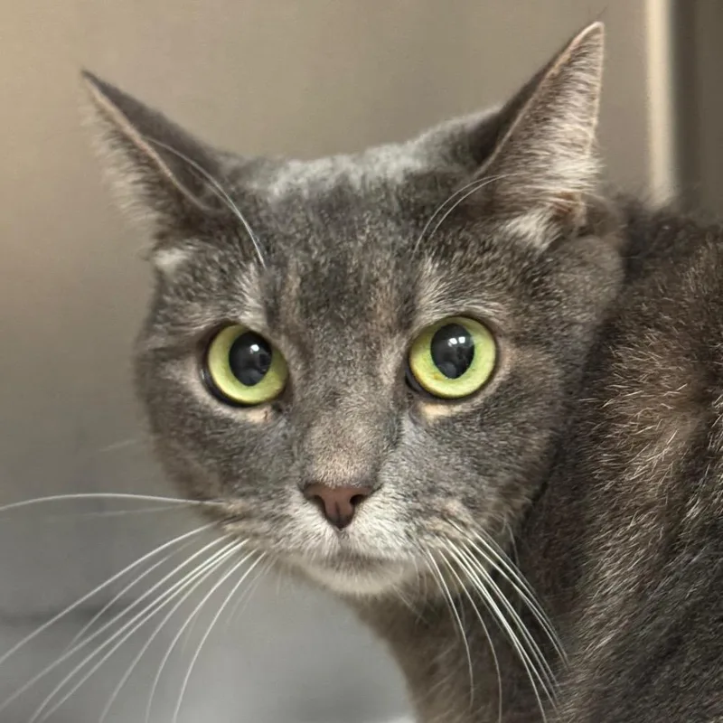 An adult medium-sized female Gray / Blue / Silver Domestic Short Hair cat named Tookah for adoption in Santa Barbara, CA