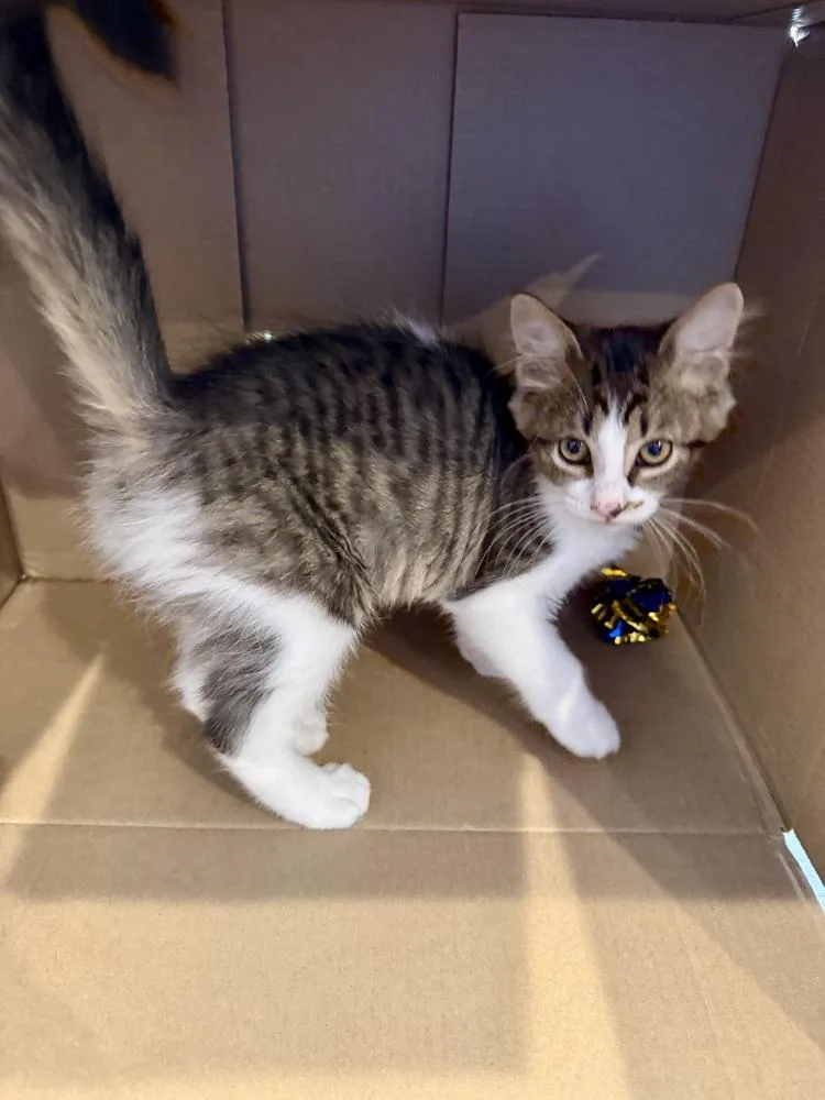 A baby medium-sized female Domestic Medium Hair cat named Harper for adoption in Chicago, IL
