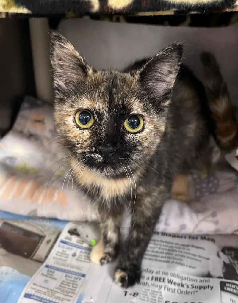 A baby medium-sized female Domestic Short Hair cat named Buffalo Chicken Dip for adoption in Cincinnati, OH