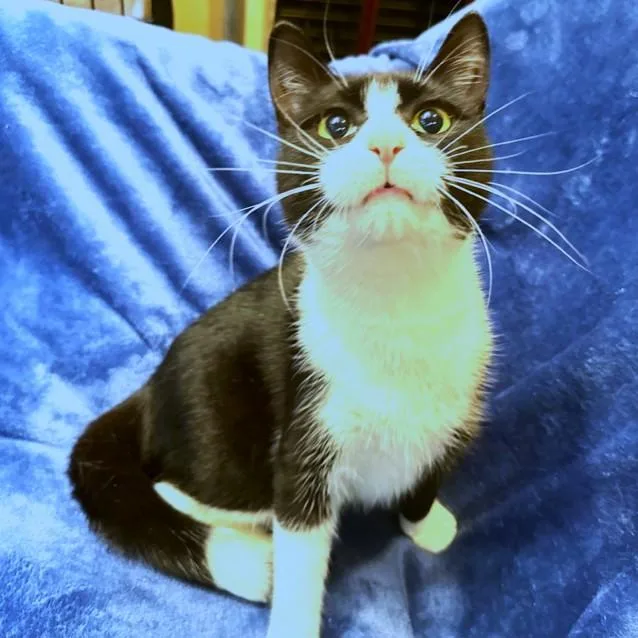 Loving Lemur  Snuggly thumbnail 2