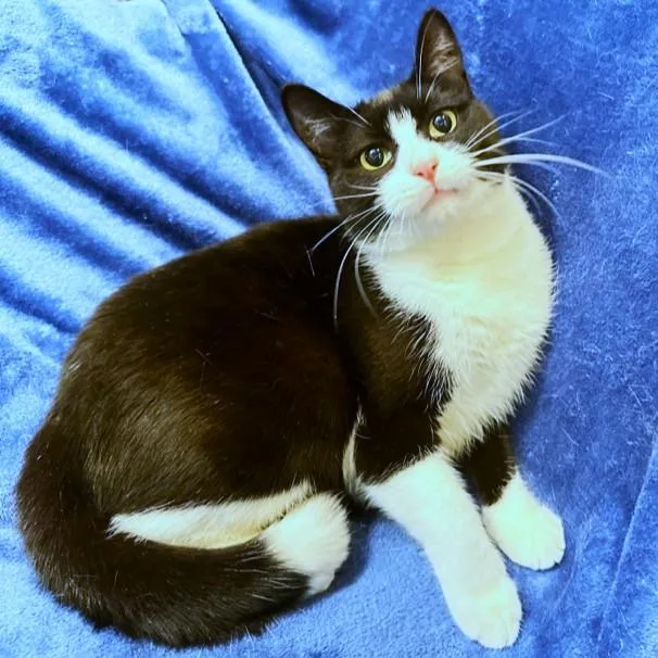 Loving Lemur  Snuggly thumbnail 3