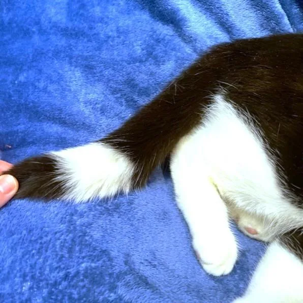 Loving Lemur  Snuggly thumbnail 4