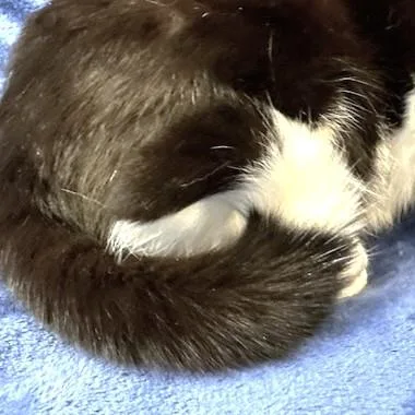 Loving Lemur  Snuggly thumbnail 5