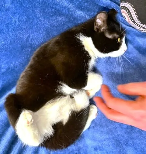 Loving Lemur  Snuggly thumbnail 6