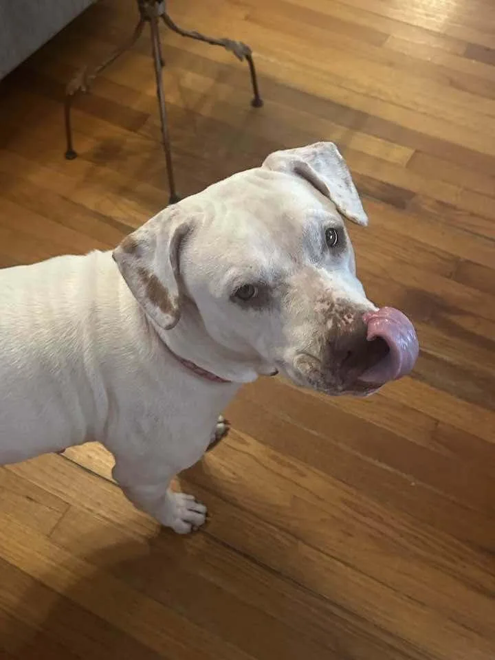 An adult large-sized female American Bulldog dog named Dolly for adoption in Troy, AL