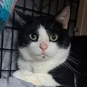 An adult medium-sized male Black Domestic Short Hair cat named Tarnation for adoption in Chicago, IL