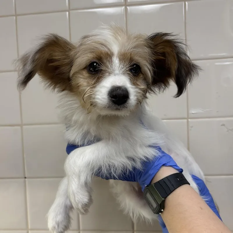 A baby small-sized male Dachshund dog named Kit Kat for adoption in Mission Hills, CA