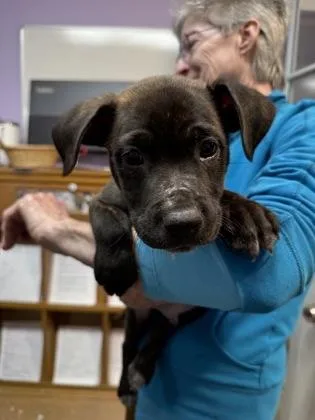 A baby small-sized male Mixed Breed dog named Titan for adoption in West Chester, PA