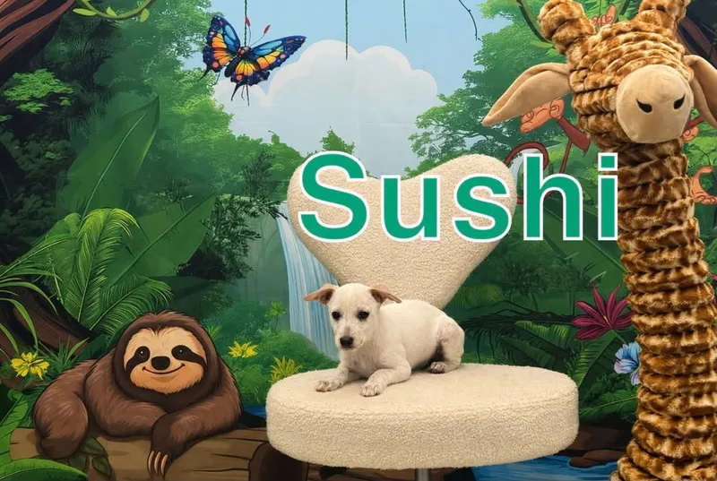 A baby medium-sized male Terrier dog named Sushi for adoption in Marine City, MI