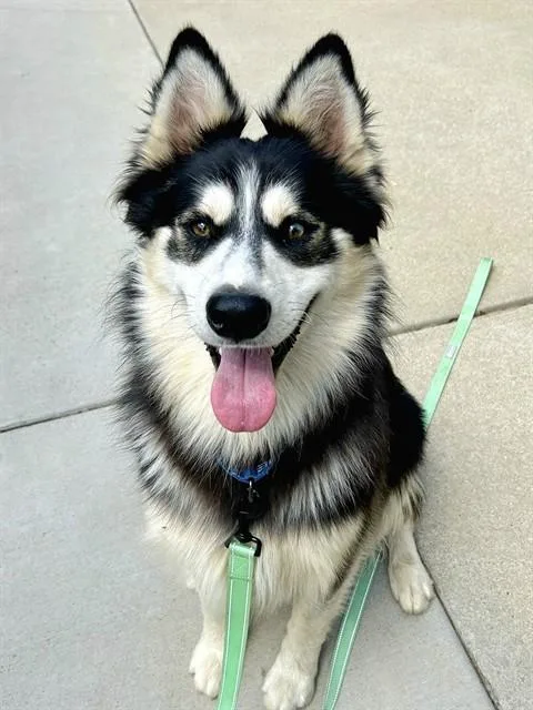 A young medium-sized male Siberian Husky dog named Robert for adoption in Sacramento, CA