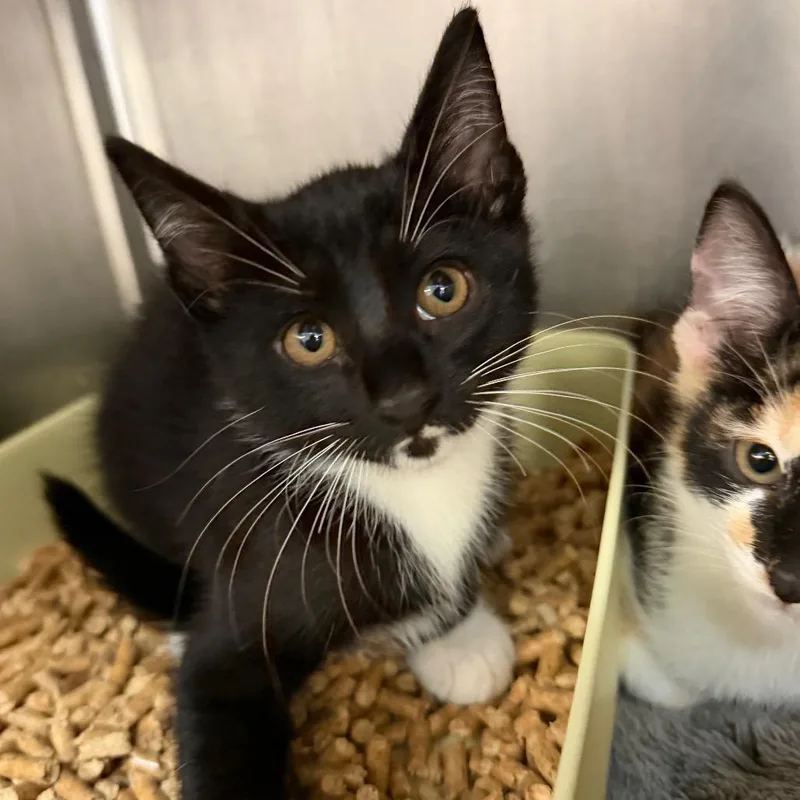 A baby small-sized male Black Domestic Short Hair cat named Zoro for adoption in Port Charlotte, FL