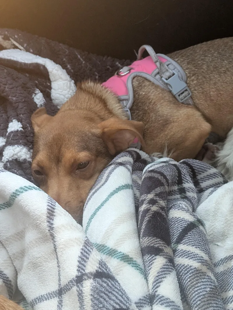 A young small-sized female Golden Corgi dog named Leyla for adoption in Kirkland, WA