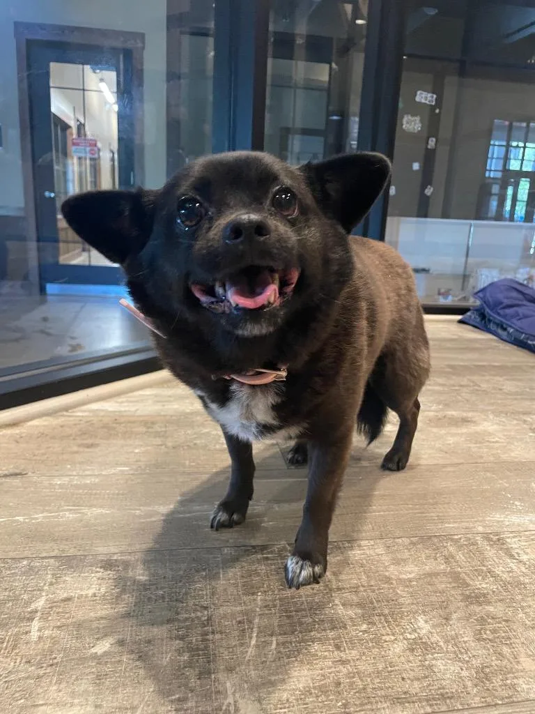 A senior small-sized female Chihuahua dog named Penny for adoption in Douglasville, GA