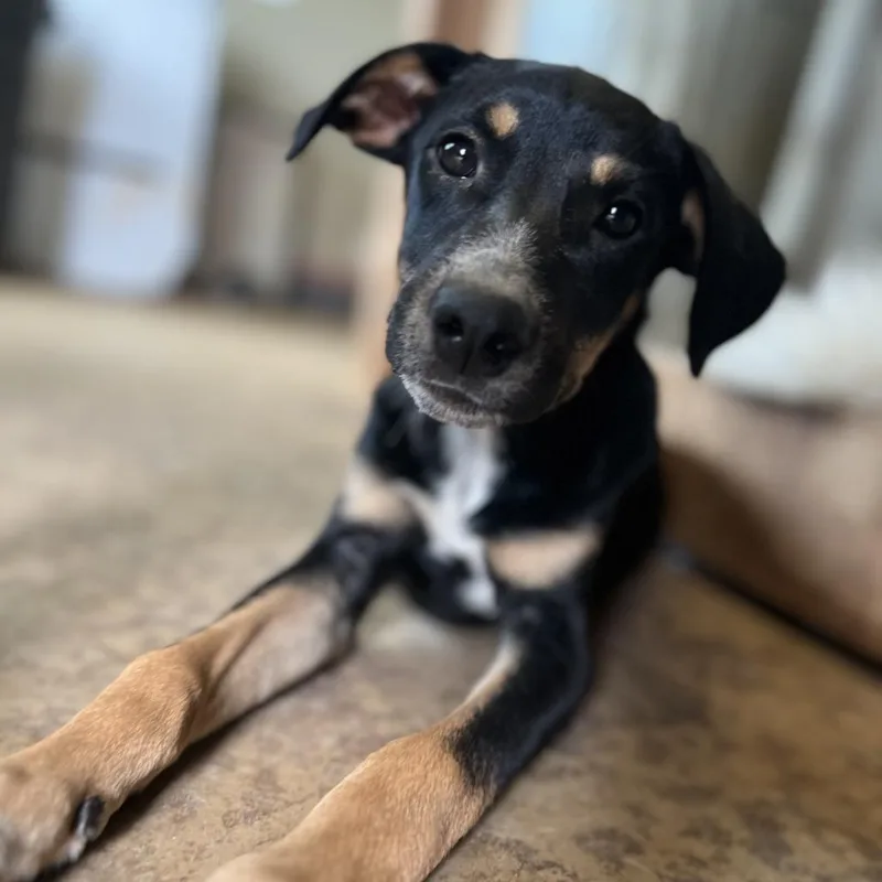 A young medium-sized female Black Mixed Breed dog named Aly for adoption in Brownsboro, AL