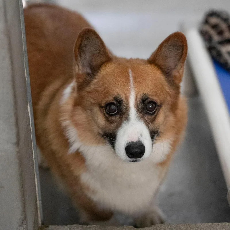 An adult medium-sized male Red / Chestnut / Orange Corgi dog named Java for adoption in Peyton, CO