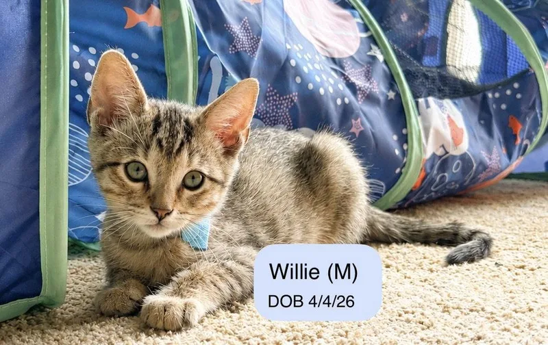 A baby medium-sized male Tabby cat named Willie for adoption in Vacaville, CA