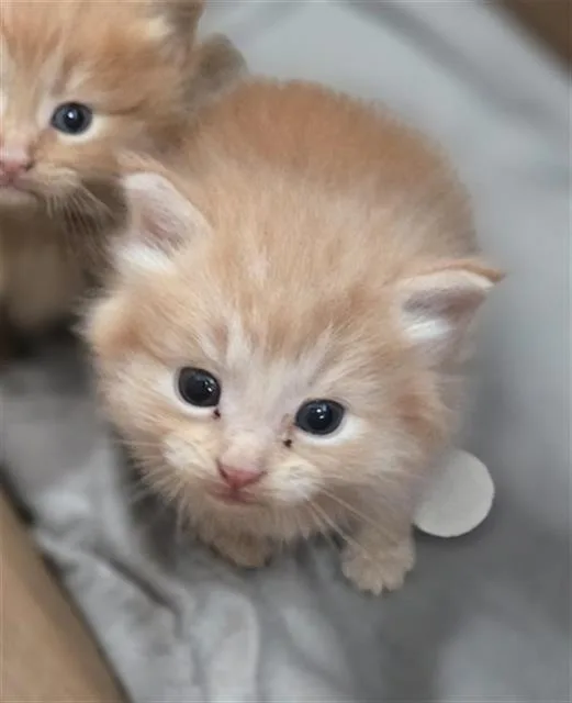 A baby medium-sized female Domestic Medium Hair cat named Rain for adoption in Dallas, TX