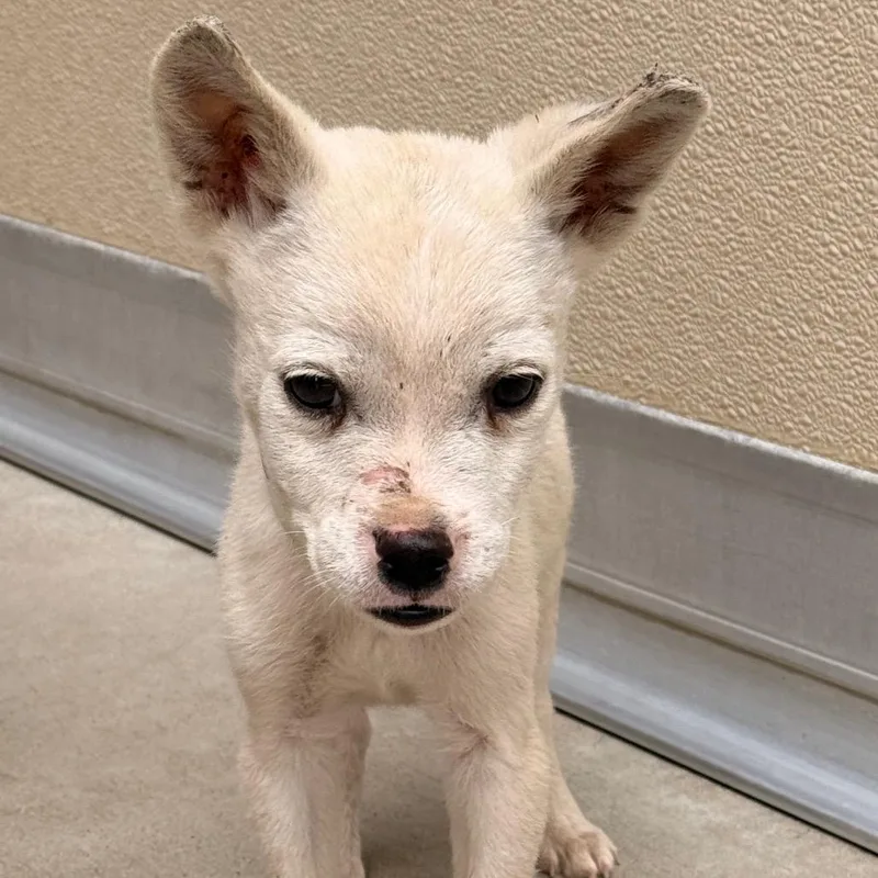 A baby small-sized male White / Cream Chihuahua dog named Gremlin for adoption in Santa Barbara, CA