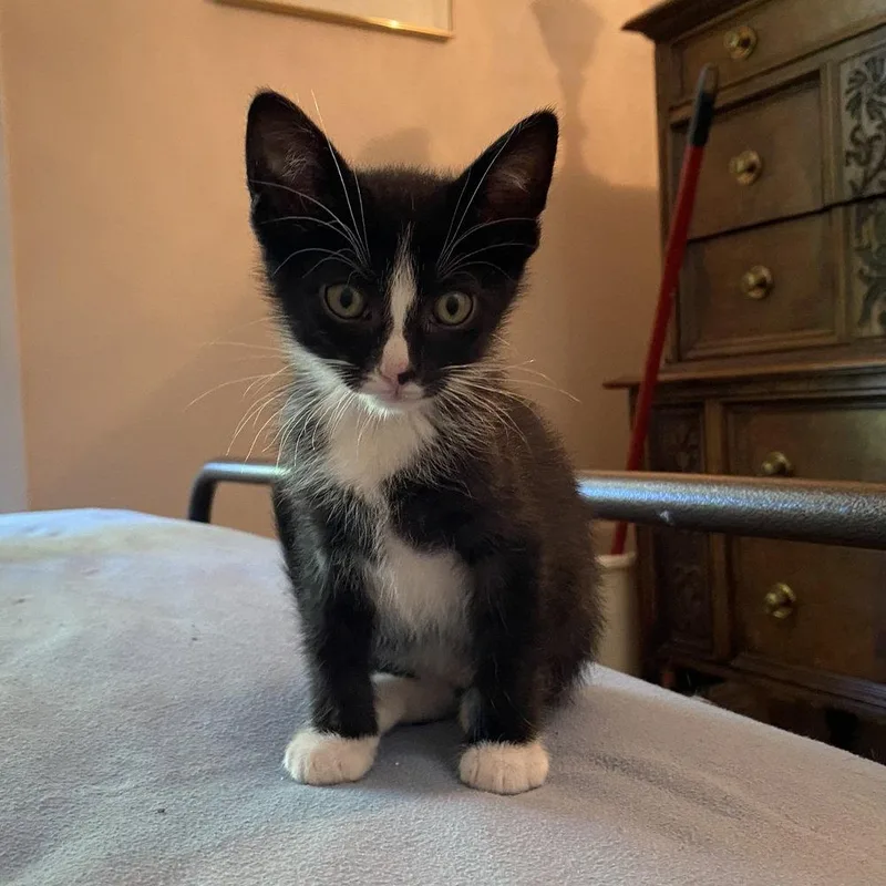 A baby medium-sized male Black & White / Tuxedo Domestic Short Hair cat named Tux for adoption in Candler, NC