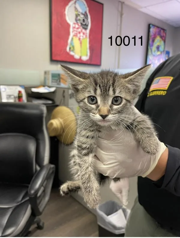 A baby medium-sized female Domestic Short Hair cat named Wonder Woman for adoption in Victorville, CA