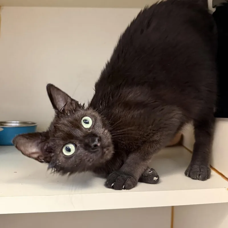 A young medium-sized male Brown / Chocolate Domestic Short Hair cat named Jimmy for adoption in South Elgin, IL