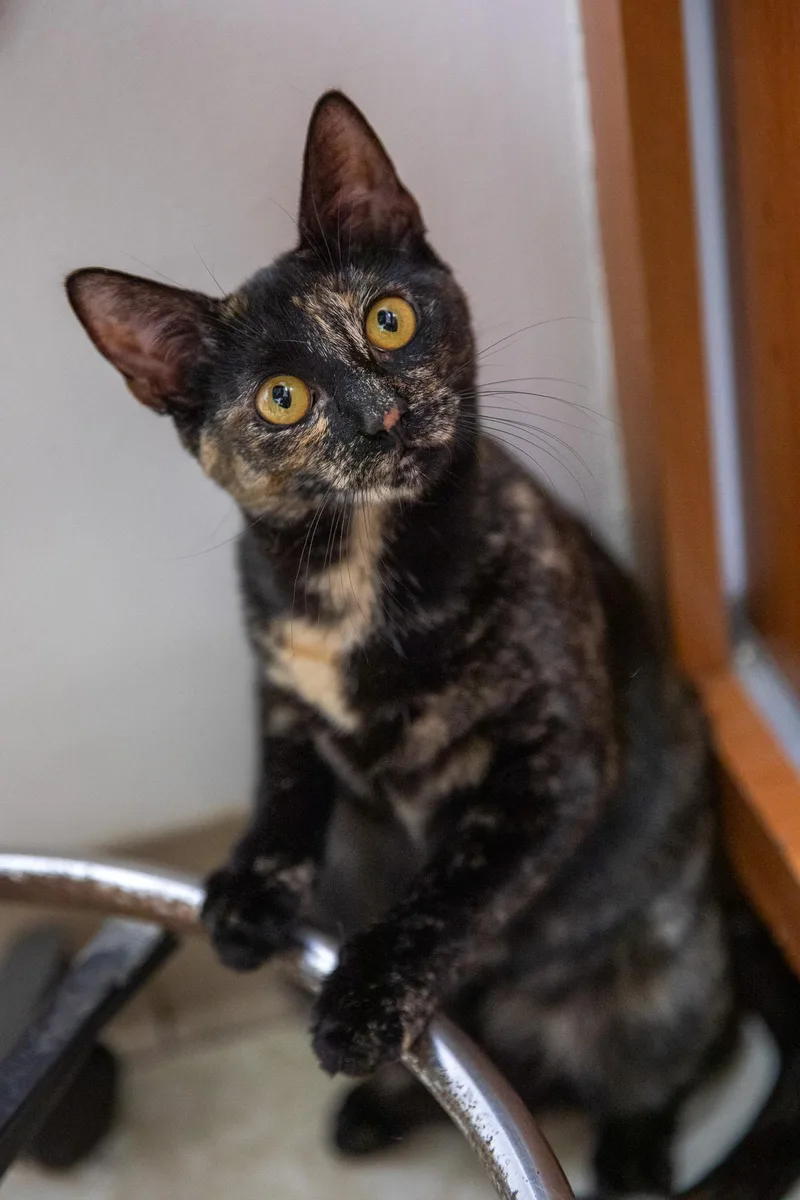 A young medium-sized female Tortoiseshell Domestic Short Hair cat named Tatiana for adoption in Montclair, NJ