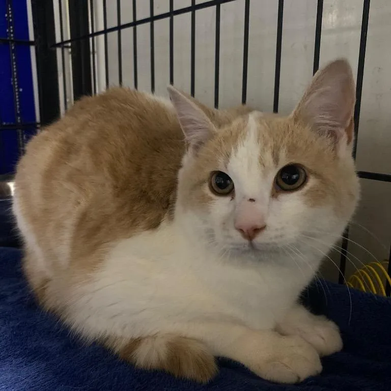 Snowy Sammy thumbnail 2