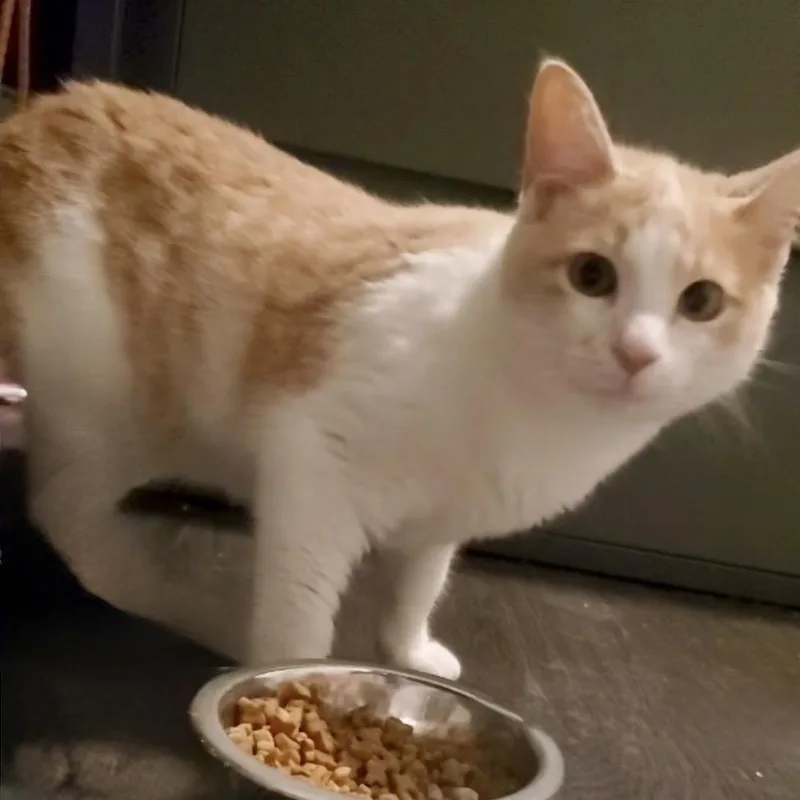 Snowy Sammy thumbnail 3