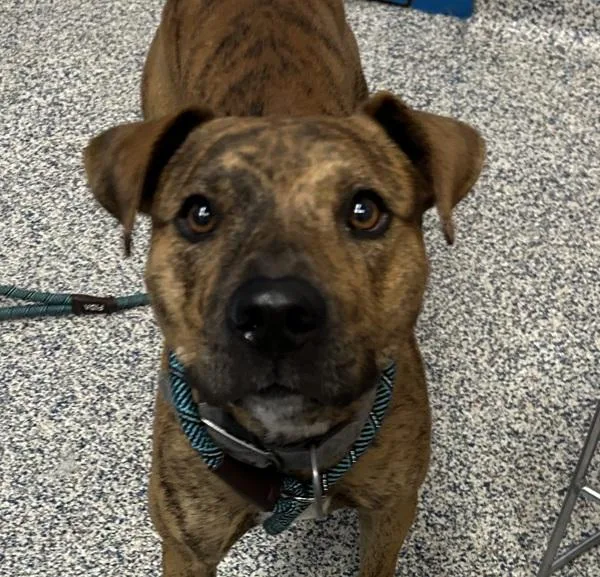 An adult medium-sized male Pit Bull Terrier dog named Tiger for adoption in Golden, CO