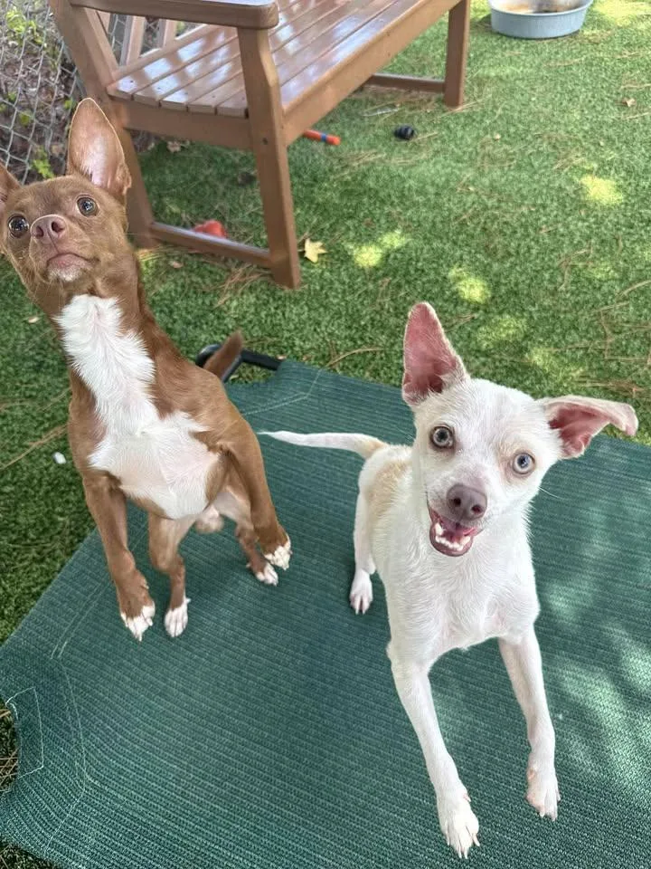 An adult small-sized male Brown / Chocolate Chihuahua dog named Bradley for adoption in Wilmington, NC