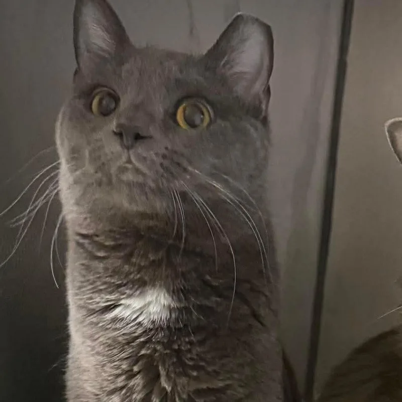 Odd Couple Brothers: Felix