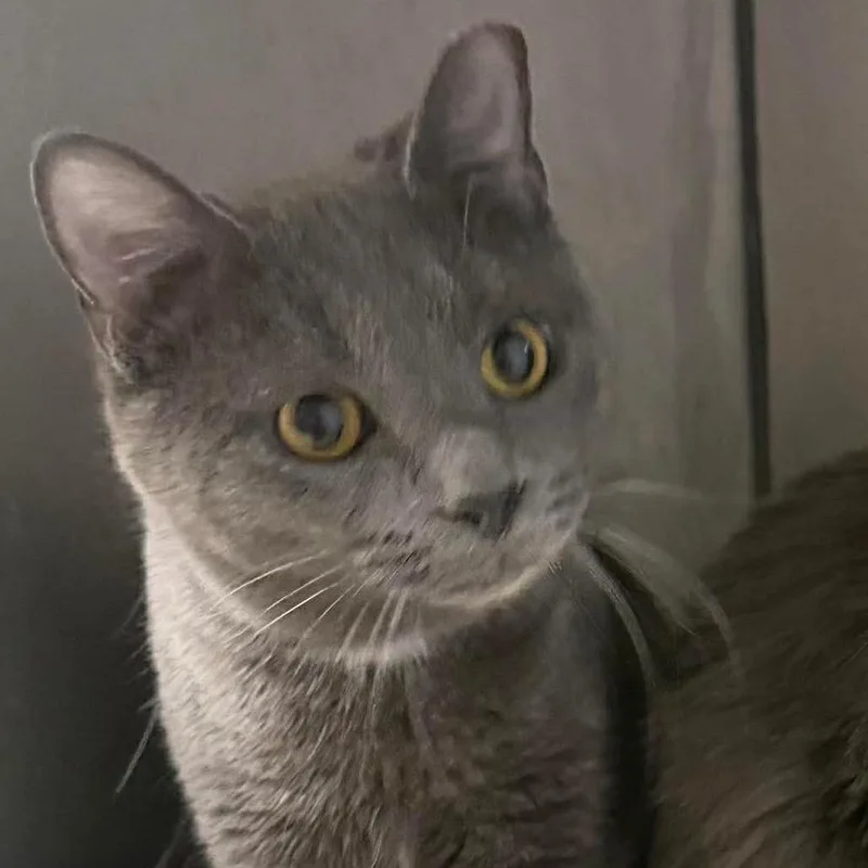 Odd Couple Brothers: Felix thumbnail 2