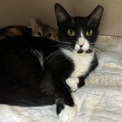 An adult medium-sized female Domestic Short Hair cat named Tuxey for adoption in Merriam, KS