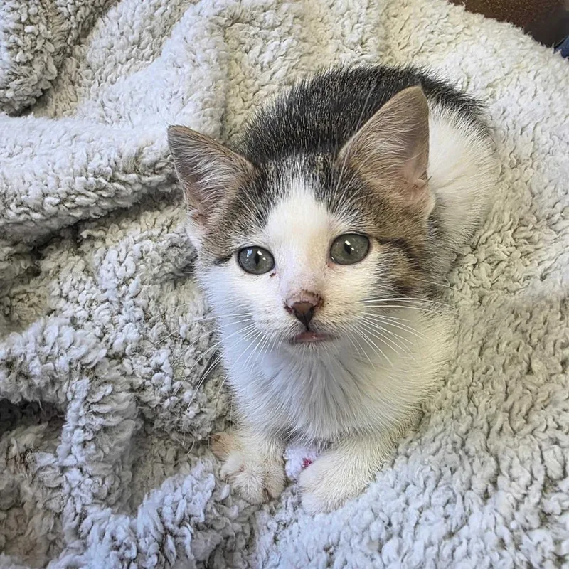 A baby small-sized female White Domestic Short Hair cat named Marley for adoption in Milan, IL