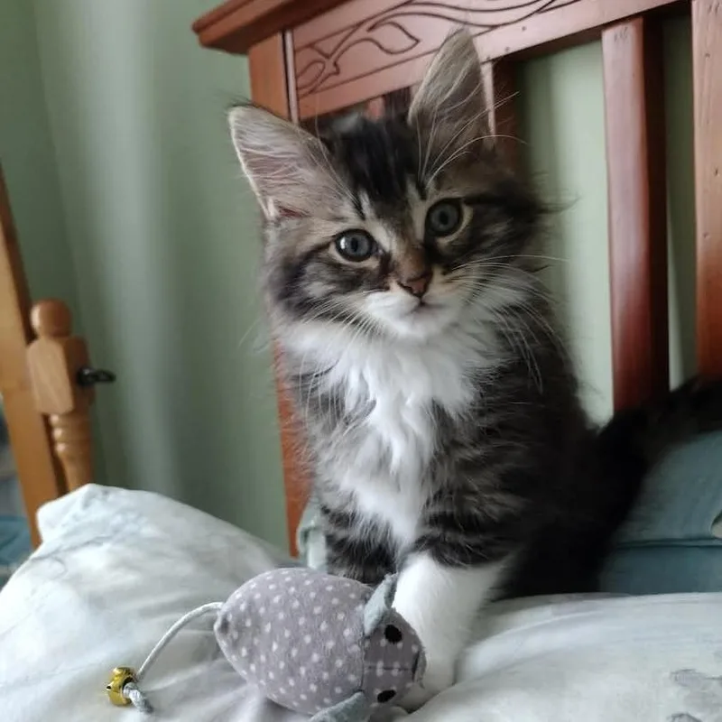 A baby small-sized male Brown / Chocolate Domestic Medium Hair cat named Dewberry for adoption in Baltimore, MD